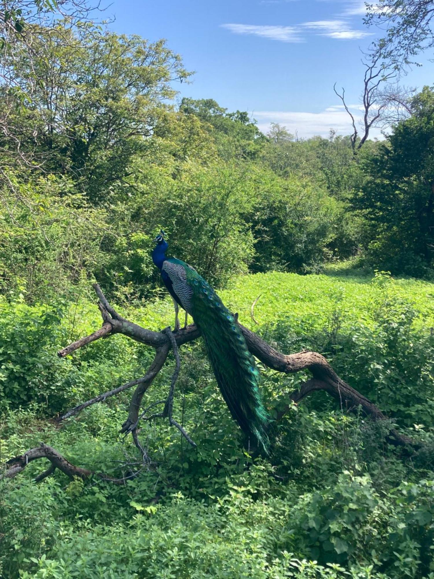Amba Kola Udawalawa Udawalawe Exterior foto