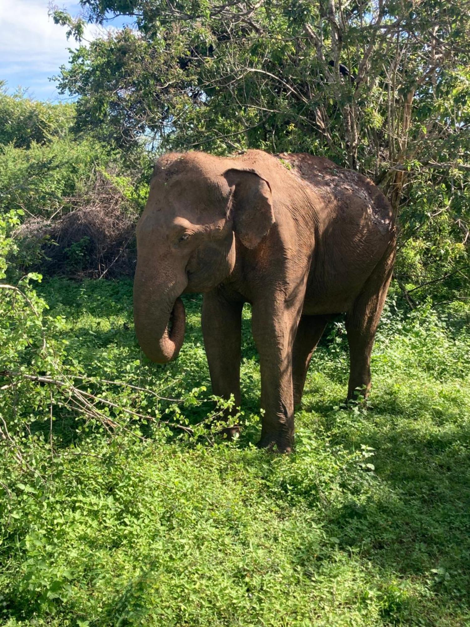 Amba Kola Udawalawa Udawalawe Exterior foto